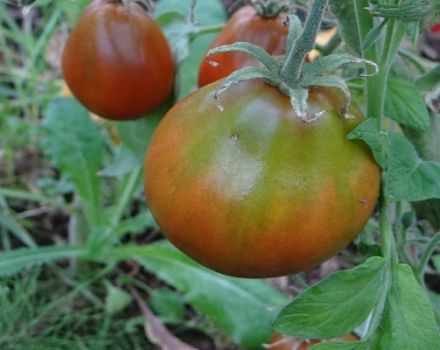 Descrierea varietății de roșii Ananas negru și caracteristici de cultivare