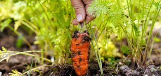 How often do you need to water carrots in the open field and how to do it correctly