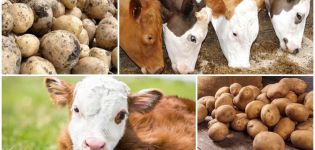É possível dar batata crua a uma vaca, os benefícios e malefícios e como alimentar