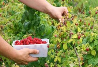 Làm thế nào và khi nào để hái quả mâm xôi, các cách nhanh và có nên rửa quả mâm xôi không