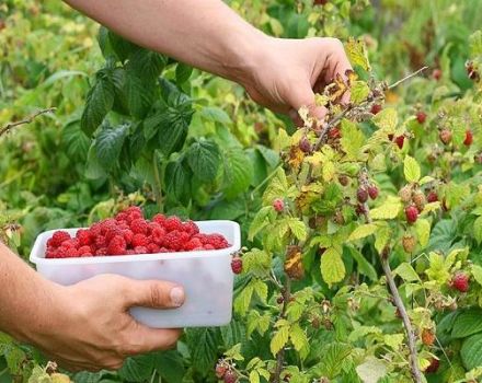 Kaip ir kada skinti avietes, greiti būdai ir ar reikia plauti uogas