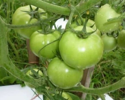 תיאור זן העגבניות הקיצוני, מאפייניו וטיפוחו