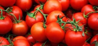 El momento correcto de sembrar tomates para plántulas en los Urales.