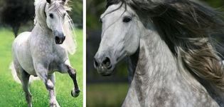 Description of Andalusian horses, pros and cons, how to keep and cost