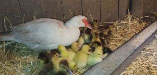 Liệu vịt có chấp nhận bố mẹ của người khác và vịt con có sống sót nếu không có người mẹ đã bỏ rơi chúng?