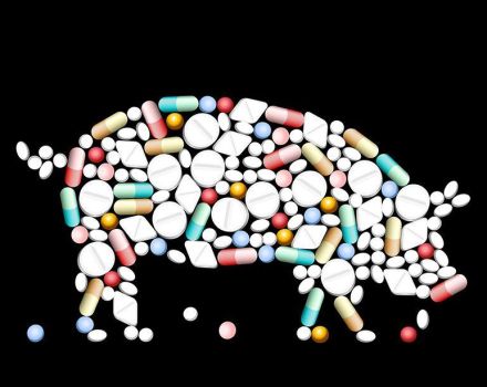 Kokius vaistus, vitaminus ir hormonus duoti greitam kiaulių augimui