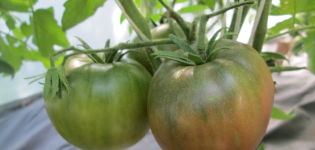 Productivity, characteristics and description of the Samara tomato variety