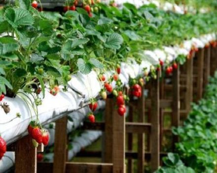 Technologie und Schritt-für-Schritt-Anleitung zum Anbau von Erdbeeren in Säcken