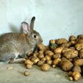 Да ли је могуће и како давати сирови кромпир зечевима, правила увођења у исхрану