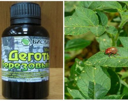 Eigenschaften, Zubereitung und Verwendung von Teer aus dem Kartoffelkäfer im Garten