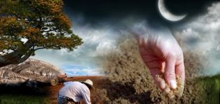 Φύτευση ντοματών για σπορόφυτα σύμφωνα με το σεληνιακό ημερολόγιο