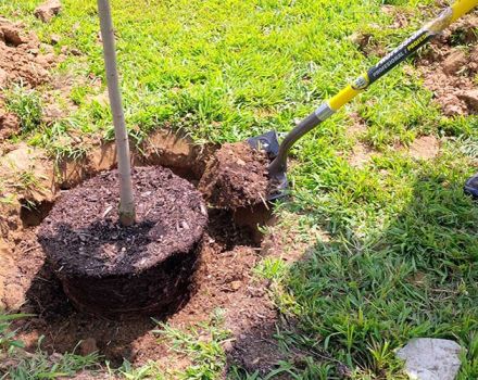 Quando é melhor e como transplantar cerejas corretamente, no outono ou na primavera