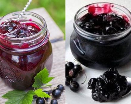 8 receptov na výrobu čiernych ríbezlí, šťavy s cukrom na zimu
