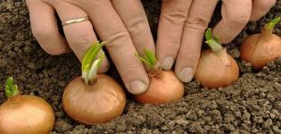 Wie man Zwiebeln im Frühling oder Herbst richtig pflanzt, damit es große Zwiebeln gibt