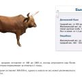 How much does a bull weigh on average and a table by age, top-4 calculation methods