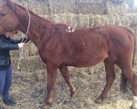 Descrição da leptospirose em cavalos, tratamento e instruções de uso da vacina