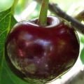 Advantages and disadvantages of Oktava cherry, variety description and history of origin
