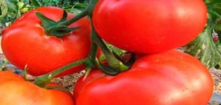 Περιγραφή και χαρακτηριστικά της ποικιλίας ντομάτας Επτά σαράντα
