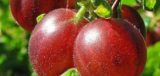 Beschreibung der Stachelbeersorte Hinnomaki und ihrer Sorten, Pflanzung und Pflege