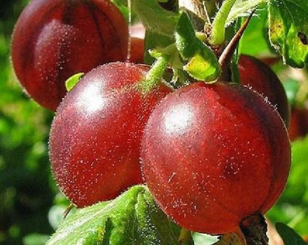 Beskrivning av Hinnomaki krusbärsorten och dess sorter, plantering och skötsel