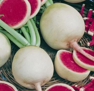 Beschreibung des Wassermelonenrettichs, nützliche Eigenschaften und Schäden