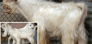 Descrição e características das cabras Damasco, as sutilezas do conteúdo