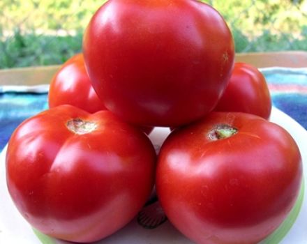 Egenskaper och beskrivning av tomatsorten Red Guard, dess utbyte