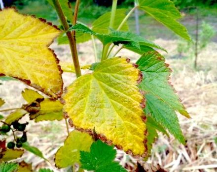 Warum färben sich die Weinblätter gelb und trocken, was ist zu tun und wie zu verarbeiten?