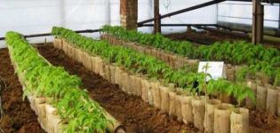 A que distância os tomates devem ser plantados em uma estufa