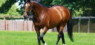 How much can a purebred and ordinary horse and the most expensive breeds cost?