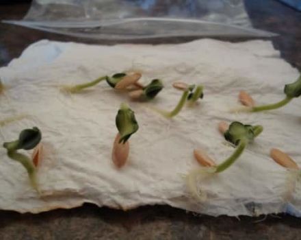 Como fazer germinar sementes de pepino de maneira rápida e correta antes do plantio e é necessário