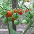 Характеристики и описание на доматения хибрид Barberry