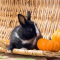 ¿Es posible y de qué forma mejor dar calabaza a los conejos, cómo introducirla en la dieta?