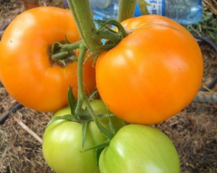 Kjennetegn og beskrivelse av honningspas tomatvarianten, dens utbytte