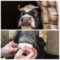 Why do cows grind their teeth and what to do