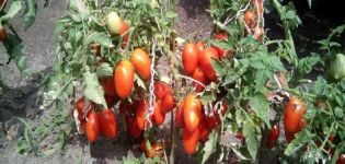 Beschreibung und Eigenschaften der Tomatensorte Lel
