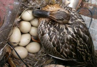 How many days does a wild duck hatch eggs and in which nests it lays