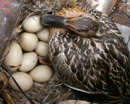 Hvor mange dager klekker en vill and en egg og i hvilke reir den legger