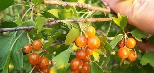 Auksinių serbentų veislių aprašymas, sodinimas, auginimas ir priežiūra