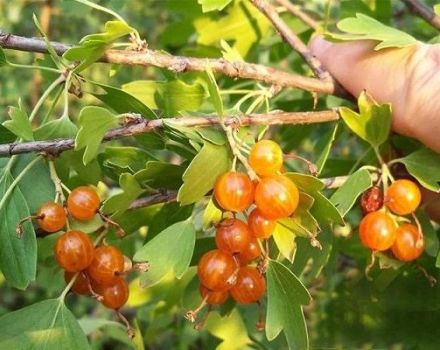 Beschreibung der Sorten goldener Johannisbeeren, Pflanzen, Wachsen und Pflegen