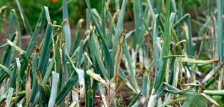 Warum wurden die Zwiebelfedern im Garten weiß und was tun?