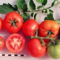 Характеристики и описание на сорта домат Санка, неговия добив и отглеждане