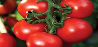 Eigenschaften und Beschreibung der Tomatensorte Ouvertüre