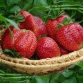 Descrição e características dos morangos da variedade Mashenka, cultivo e reprodução