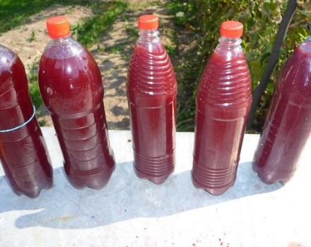 Ist es möglich, Wein in Plastikflaschen, Regeln und Merkmalen zu lagern?