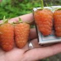 Mô tả các giống cây mâm xôi vàng, cách trồng, chăm sóc và phương pháp sinh sản