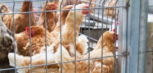 Wie man Käfige für Legehennen mit eigenen Händen, Typen und Größen herstellt
