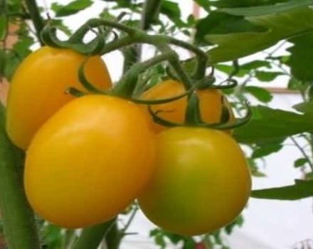 Đặc điểm và mô tả của giống cà chua Radunitsa, nhận xét của người làm vườn