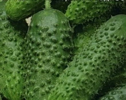 وصف صنف خيار الخبر وخصائصه وزراعته