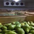 Начини чувања крушака код куће зими